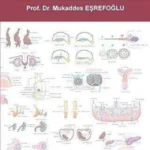 Embriyoloji