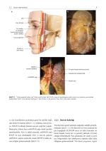 Dolgu ve Botulinum Toksini Enjeksiyonu İçin Yüzün Klinik Anatomisi ve Uygulama Teknikleri ( 2.BASKI ) - Görsel 7
